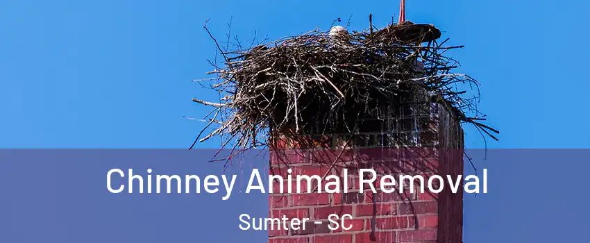 Chimney Animal Removal Sumter - SC