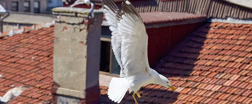 Residential Chimney Animal Removal Solution in Sumter, SC